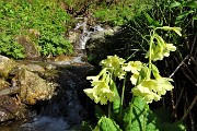 Primavera al Monte Campo con distese di crocus e al Laghetto di Pietra Quadra in progressivo disgelo il 24 maggio 2018 - FOTOGALLERY